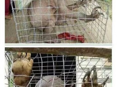 怪异故事开讲——水鬼（河童）