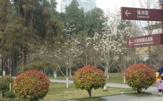 邯郸烈士陵园~同事遛弯的时候随手拍的,树上有个人形阴影,看完慎得慌