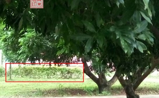 是灵族们的临时“合照”还是灵师大手笔的“浮雕”作品?