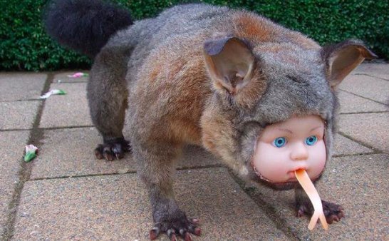 黄仙:难如登天的修行,在被吃和做皮具的夹缝中艰难前进