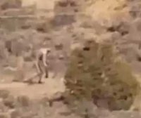葡萄牙沙漠惊现人形怪物:双手过膝直立行走,穿越沙漠荒地