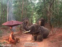 震撼全球：大象跪拜佛门大师 没有摆拍无人训练