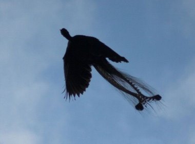 小时候看到过的会是凤凰吗？