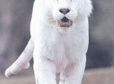 《异兽录》能更新会继续更新