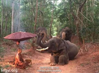 震撼全球:大象跪拜佛门大师 没有摆拍无人训练