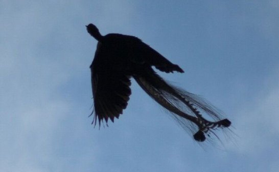 小时候看到过的会是凤凰吗？