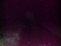 晚上去捉知了幼虫拍到的灵异照片