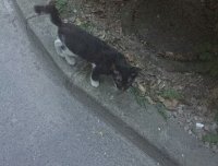 鬼节遇到诡异的黑猫