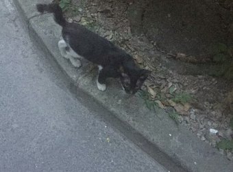 鬼节遇到诡异的黑猫