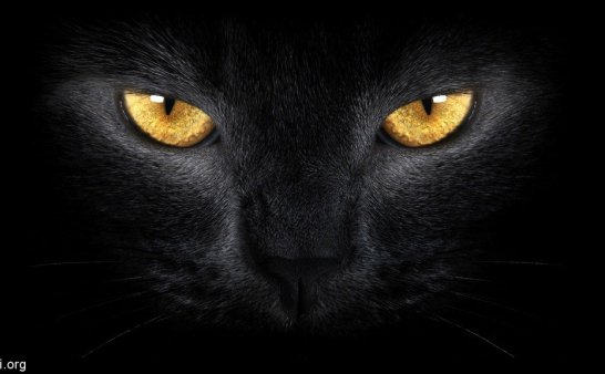 灵异故事2则：诡异的黑猪，清明惊魂