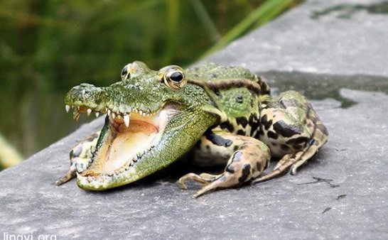 鳄蛙(高清图)