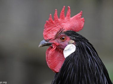 引魂鸡——引魂时候的灵异