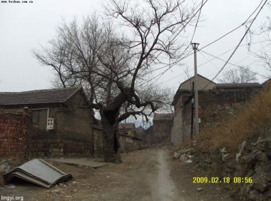 老槐树下的约定