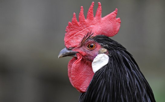 引魂鸡——引魂时候的灵异