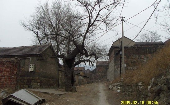 老槐树下的约定