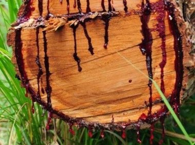 因为砍掉那个会流血的百年老树，结果惹来惨重的报复！