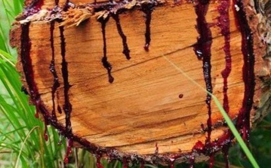 因为砍掉那个会流血的百年老树,结果惹来惨重的报复!