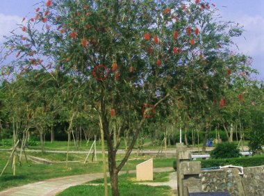 曙光农场自然生态园灵异拍摄之二：百态花树精灵