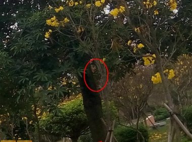 曙光农场自然生态园灵异拍摄之四:花树善灵