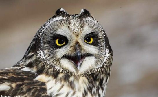 猫头鹰是“报丧鸟”,在我家树上连叫三天,结果我家就出事了