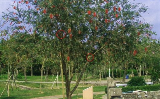 曙光农场自然生态园灵异拍摄之二：百态花树精灵