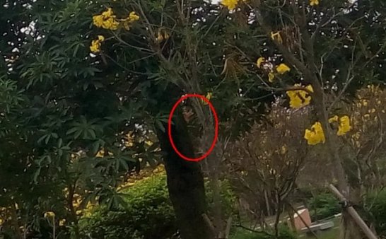 曙光农场自然生态园灵异拍摄之四:花树善灵