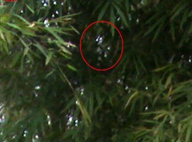 有谁能看清楚这个竹林怪物吗?