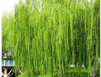 农村院子里尽量不要种这4种树