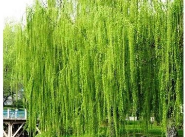 农村院子里尽量不要种这4种树