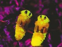 多年疑惑十一——自燃与尸萤