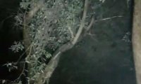 【探灵记】神秘乌枝树上