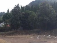 ️【探灵记】之轿