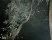 【探灵记】神秘乌枝树上