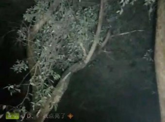 【探灵记】神秘乌枝树上