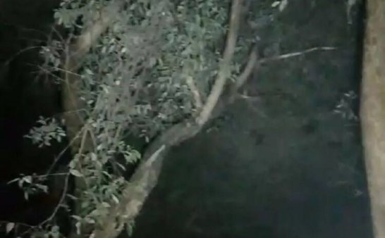 【探灵记】神秘乌枝树上