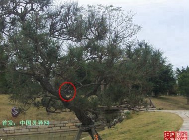 震撼：岭南圣母（冼太夫人）故里灵异特展（九）