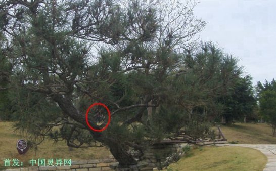 震撼:岭南圣母(冼太夫人)故里灵异特展(九)