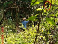 这是什么灵界小动物?