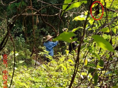 这是什么灵界小动物?