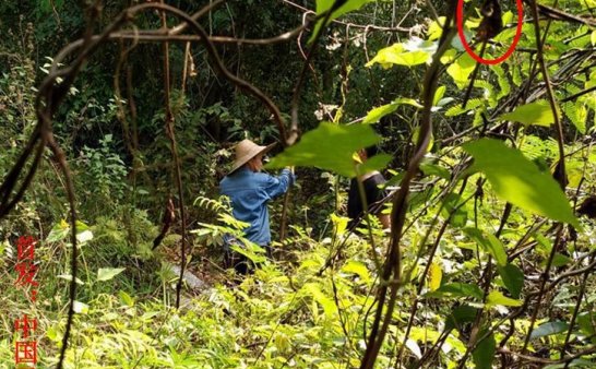 这是什么灵界小动物?