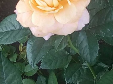 大家看看这朵灵花,你看到了什么呢?