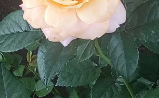 大家看看这朵灵花，你看到了什么呢？