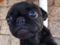 狗狗和小孩都能看见鬼