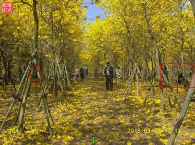 灵异照片：鬼魂也春游