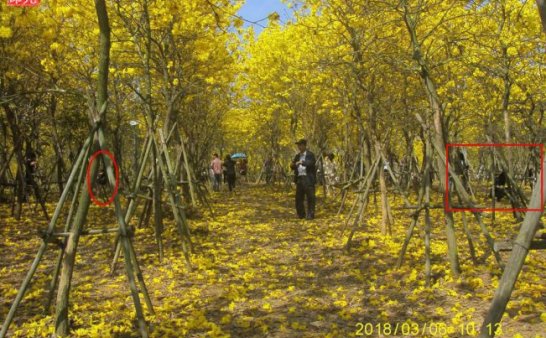 灵异照片：鬼魂也春游