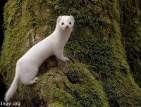 越战老兵讲述他的第一次奇异狩猎经历