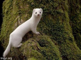 越战老兵讲述他的第一次奇异狩猎经历