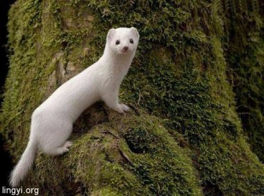 越战老兵讲述他的第一次奇异狩猎经历