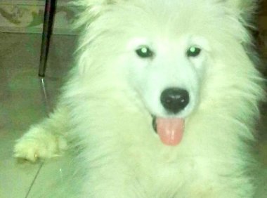 关于灵友发表的“发一张我同事家拍的真实的鬼照片吧”