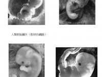 鬼学 第四十六章 「婴灵」的样貌（下篇）